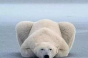娱乐吃瓜酱北极熊,吃瓜酱视角下的极地风情